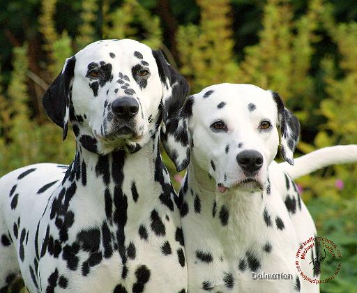 Dalmatian 9T004D-448.JPG